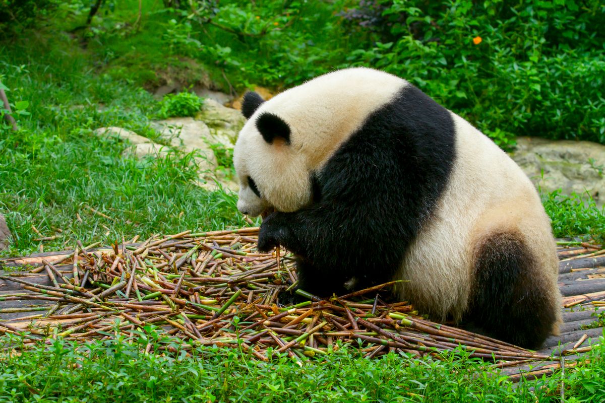 A giant panda munching on bamboo at the Chengdu Zoo, capturing a serene moment in nature.